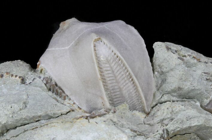 Blastoid (Pentremites) Fossil - Illinois #60125